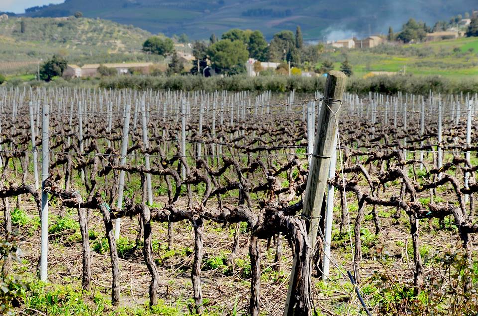 FazioWines's tweet photo. inverno i vigneti vanno curati. Nel riposo invernale le basi per la qualità dell’anno successivo
#vignetosicilia #Ericedoc #Sicilia #Sicily https://t.co/aYCYXNX7cK