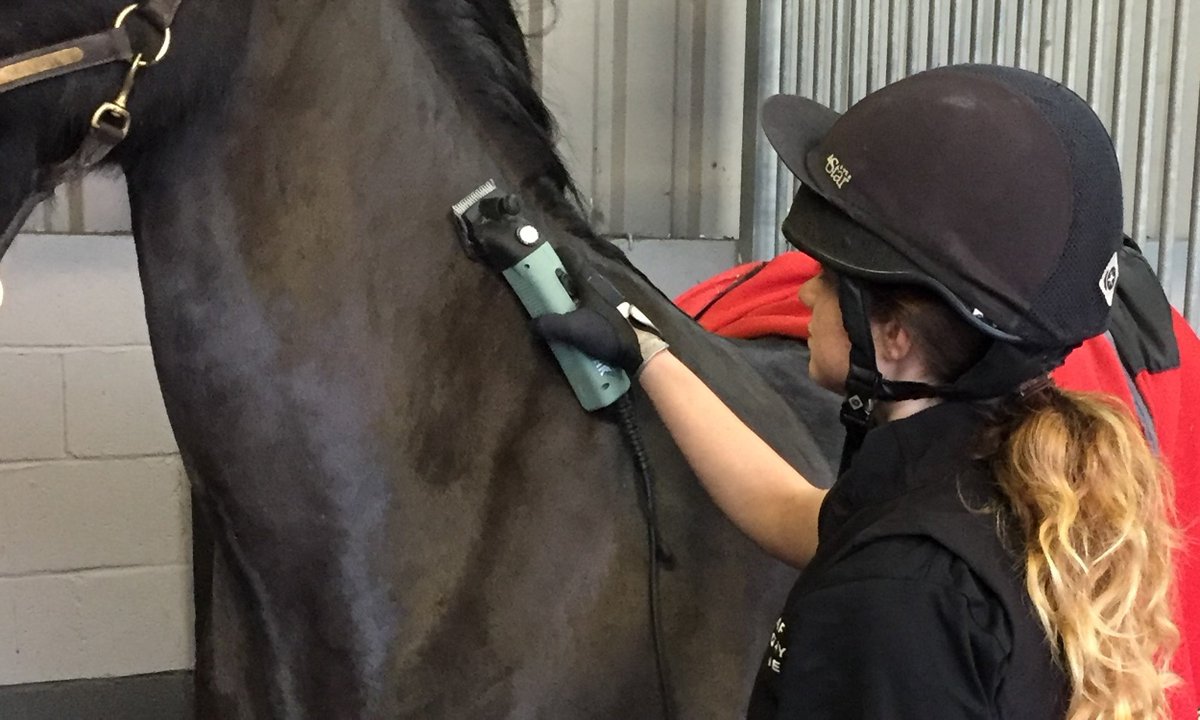Hartpury's tweet photo. Horsehair as a building material? See how a local plasterer has been using clipped hair from Hartpury's horses! https://t.co/ejOxhRNkp8 https://t.co/p4bdNnArXb