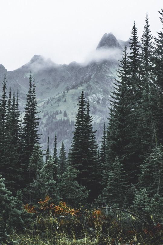 ChillLifeMinds's tweet photo. The Pacific Northwest is magical 😌 https://t.co/LWWipCXxuz