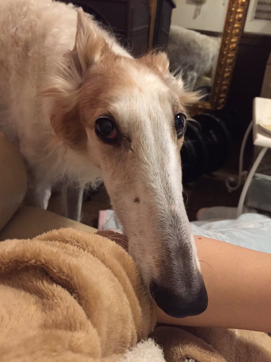 保護ボルゾイ さらたんbot V Twitter あごのせ 愛犬 Borzoi 犬 ボルゾイ Dog 犬バカ かわいい Rt 癒し 拡散 ファボ 大型犬 可愛い 犬ok 天使 大型犬 可愛い 盛れ 日常 Rtした人全員フォローする お気に入り おきにいり おねだり Pic