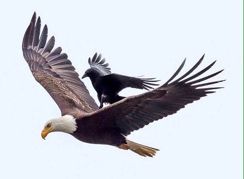 k_sa_90's tweet photo. دنياك يا صاحبي ...حظوظ ومقادير
تضحك ...معك  والله يعينك عليها

ناس(ن) بقوة حظها تطرح الطير
وناس(ن) تطير طيورها من يديها https://t.co/DTTb7E1Jz2