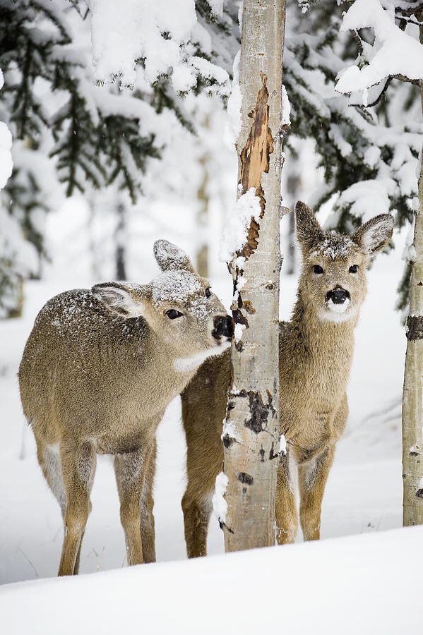 AShotofTexas's tweet photo. Eyes and ears open! Friday will be here tomorrow! 😊 #wildlife nature #snow #deer #hunt #ashotoftexas https://t.co/QqVEzAyzeZ