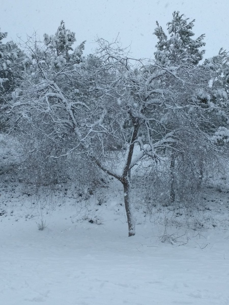 sixtillo's tweet photo. Moratalla 14:00 #nievemoratalla @RTVEMurcia  @elpalos https://t.co/1Z2378KqZP