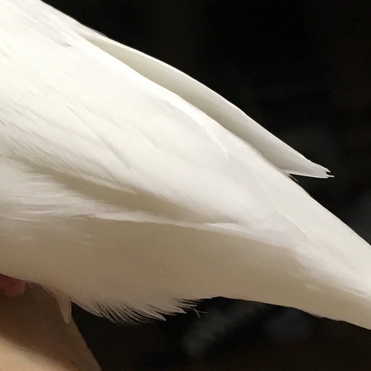 Twitter पर うんこひも ह शट ग