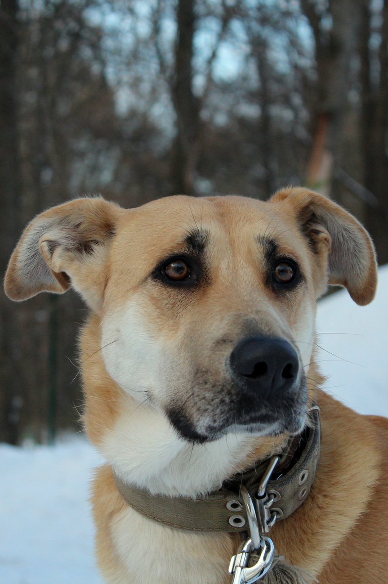 Džesija, pēc ilgāk nekā divu mēnešu pavadīšanas patversmē, šodien atgriezās savās īstajās mājās. Un mēs atgādinām - meklējiet savus mīluļus!