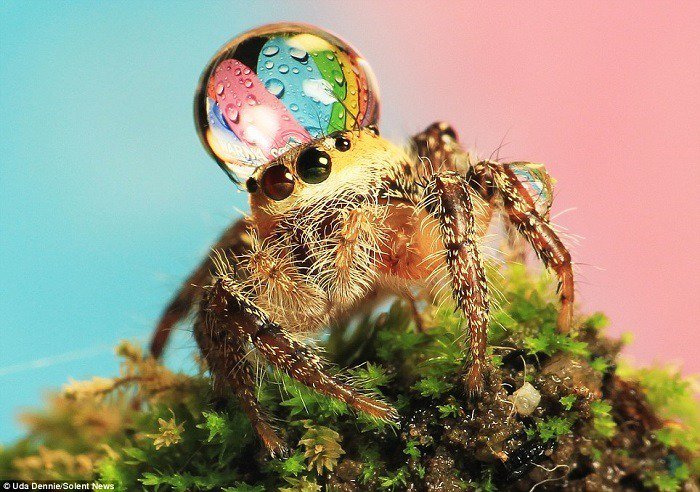 Our_PIanet's tweet image. With over 5800 species the jumping is the largest family of  spider on earth. Here's one with a raindrop hat.