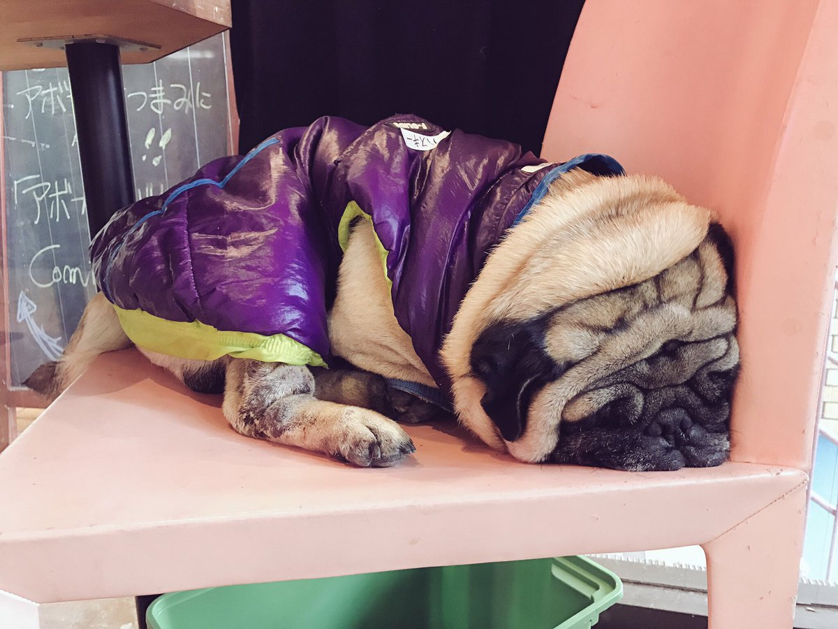 Coccica コッチカ Nishimura アボカドの種をもらったアボカド料理店は下北沢の マドッシュカフェ さんです アボカド料理はおいしいしランチコンボでドリンクもお菓子も飲み食いお喋りし放題 そして看板犬のパグは可愛いしで楽園のようなお店ですよ ﾓﾁｬｯ