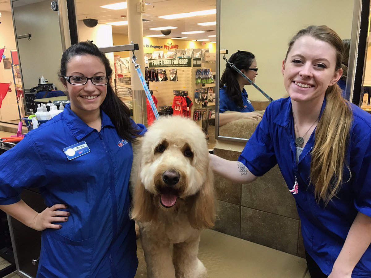 brittanyamoon's tweet photo. Day 3: Doodle day! Both of these pups were so well behaved, And these awesome ladies made them look and feel great! #standout @KurtD_Salons https://t.co/7hCapzNBPt