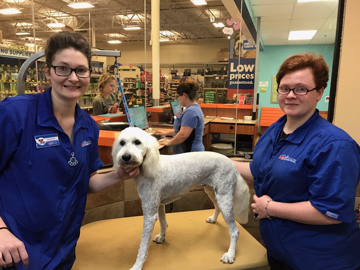 brittanyamoon's tweet photo. Day 3: Doodle day! Both of these pups were so well behaved, And these awesome ladies made them look and feel great! #standout @KurtD_Salons https://t.co/7hCapzNBPt