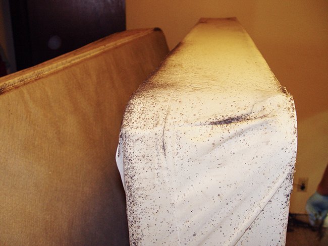 ResourceBedBug's tweet image. Do you use a #BedBugEncasement? bit.ly/2i4zwO5 #BedBugPrevention #ResourceBedBug @ResourceBedBug can help #BedBugPestControl