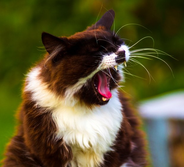 CatGenie's tweet image. Sneezing In Cats: When Is It Time To See A Vet? - Front Page Meews #pethealth #catcold #sneezing #cats  ow.ly/1dMF3089Ni7