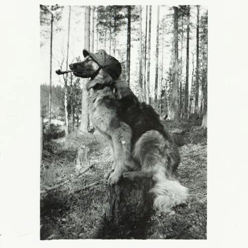 halishoo's tweet image. Päivä pelastettu, kiitos! 😍 @Museovirasto Kuvaaja: Haantaus M  / Museovirasto, Kansatieteen kuvakokoelma / finna.fi/Record/muskett…