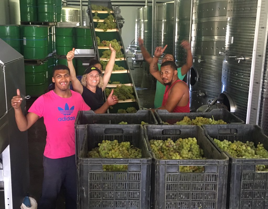 HagenViljoen's tweet photo. First grapes for 2017 @solms_delta @Heatlie #Harvest #Frontignan https://t.co/1LwXmiX58J
