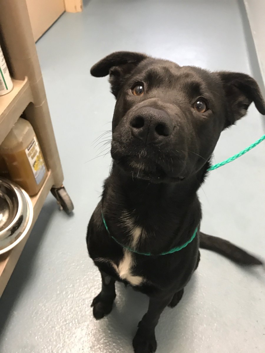 London Animal Care tweet media