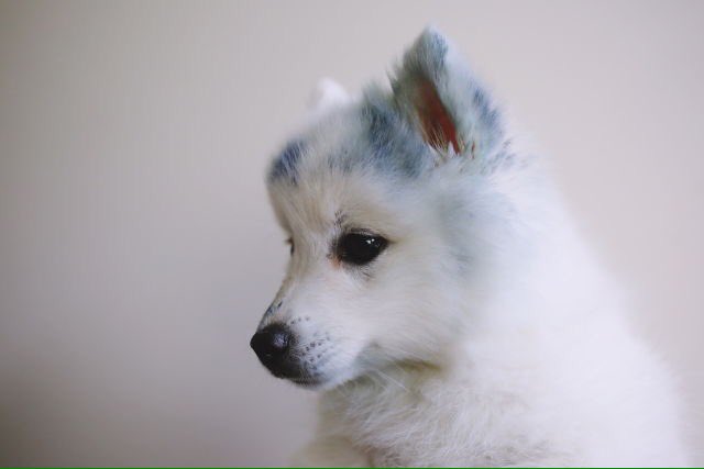 joonfetus's tweet photo. 💙🐕 um cachorrinho sujo de tinta azul passando pela sua timeline pra fazer seu dia melhor🐕💙 https://t.co/iyFVlEB34R