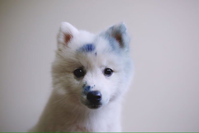 joonfetus's tweet photo. 💙🐕 um cachorrinho sujo de tinta azul passando pela sua timeline pra fazer seu dia melhor🐕💙 https://t.co/iyFVlEB34R