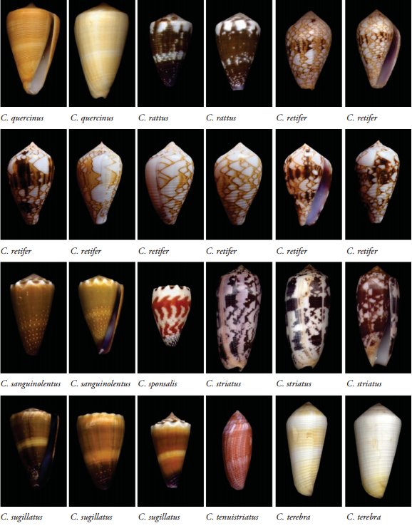 Femorale Shells on Twitter "Cone snails from French Polynesia,https
