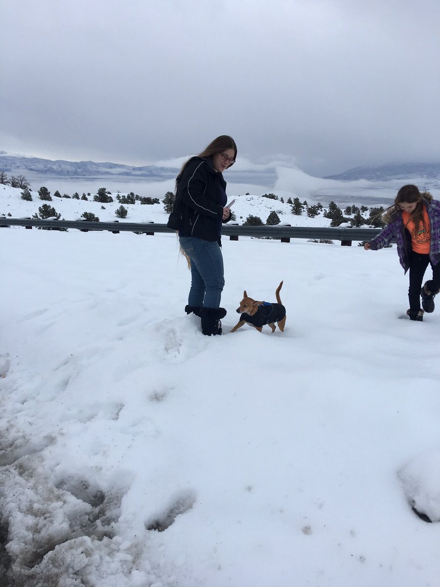 MrBooBoothedog's tweet photo. Playing in the snow near Bishop https://t.co/YBAaLwDvmQ