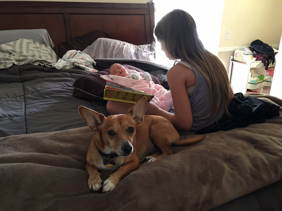 MrBooBoothedog's tweet photo. Reading time with the new baby!!! https://t.co/7Z1hVRwy6z