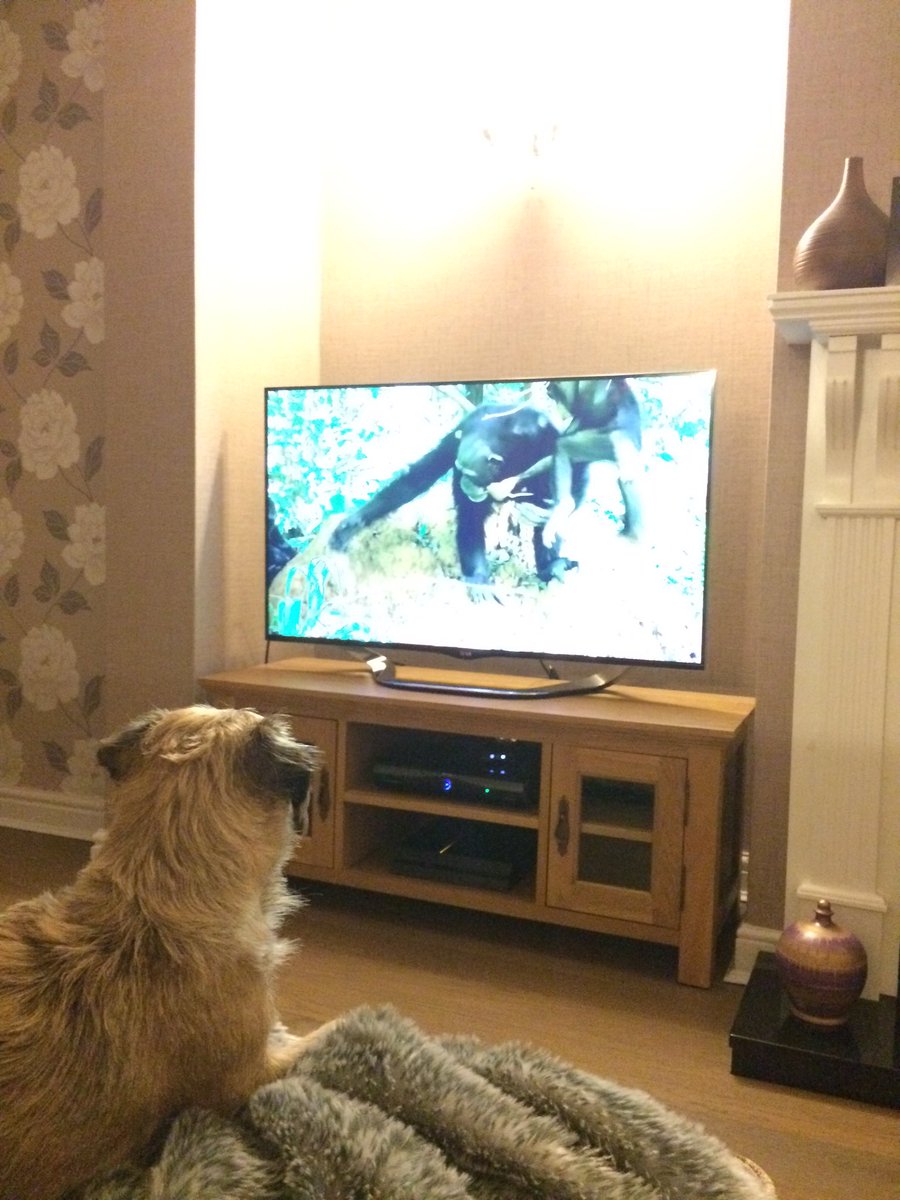 zoep24's tweet photo. Watching #SpyInTheWild https://t.co/KRnSTiM46L