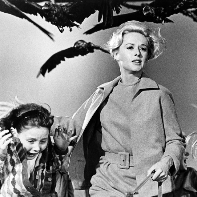 Emma_LGH's tweet image. Happy Birthday to Tippi Hedren (January 19, 1930), pictured here as Melanie Daniels in Alfred Hitchcock's, 'The Birds' (1963).