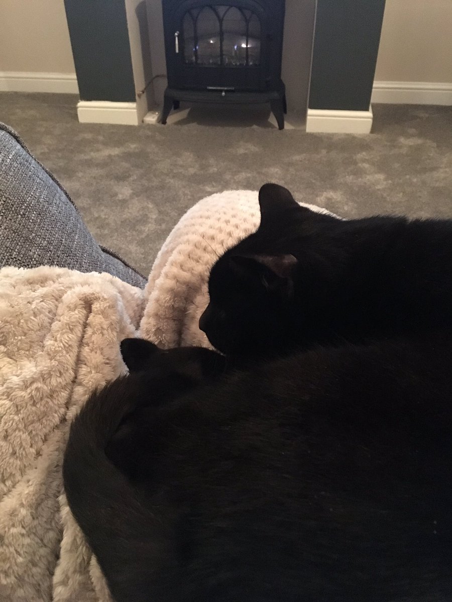 MumfordMichelle's tweet photo. Away from home and still can't escape the kitty cuddles π #thiscutie #extrawarmth https://t.co/Rm4GSzMVZi