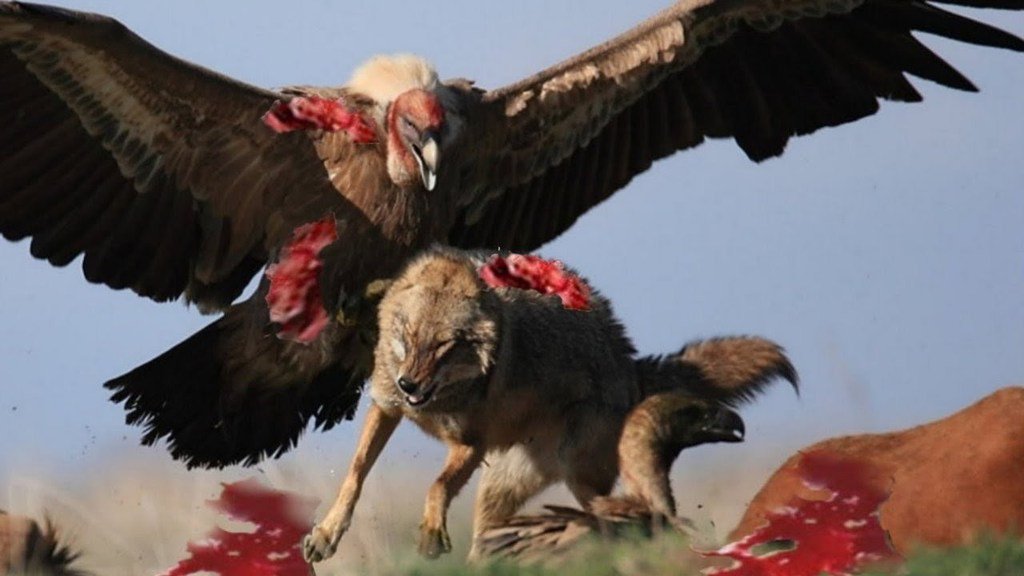 Animal Paradise (@animalparadise3) / Twitter Animal Paradise (@animalparadise3) / Twitter