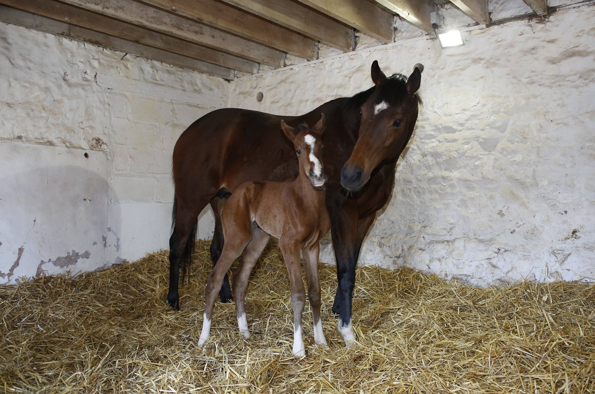 IrishNatStud's tweet photo. Royal Ascot winner Free Eagle's first foal has landed and she's a beauty! #bornintogreatness https://t.co/D6S2yhOAJE https://t.co/8qd4iQoObL