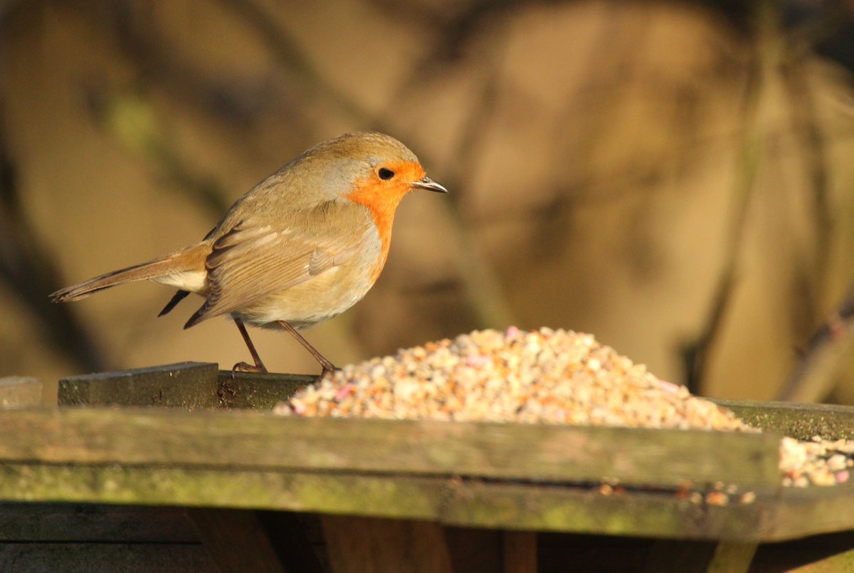 RT <a href="/Thurrock0rob/">rob lay</a>: garden robins lucky day #food @BBCCountryfile <a href="/Essexlife/">Essex Life</a> <a href="/wild_essex/">wild_essex</a> <a href="/robin_sightings/">Robin Sightings</a>