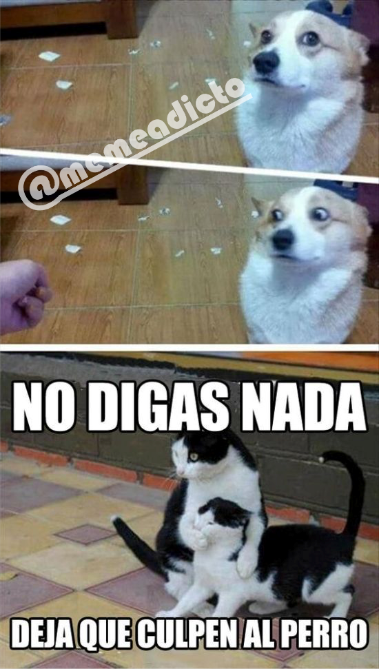 memeadicto69's tweet photo. Pobre perro #memes #risas #jaja #humor #like #lol #perro #gatos https://t.co/YIdQjW6B0Q