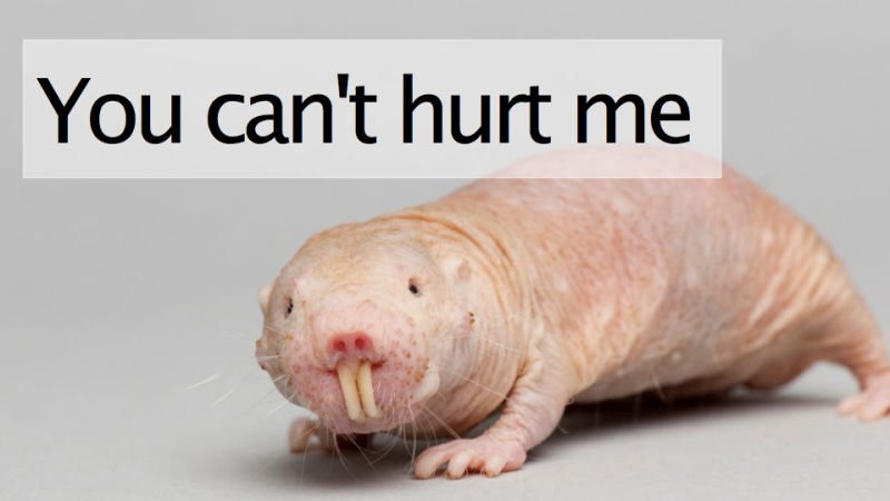 rufus mole rat toy