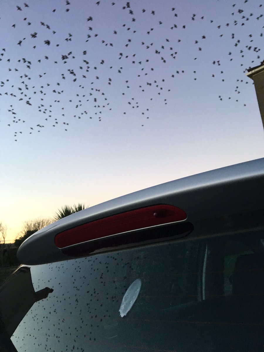 adampfloyd's tweet photo. @Geographyhopper cheers for the car wash today. However, starlings had other ideas. https://t.co/shRYGCHVTY