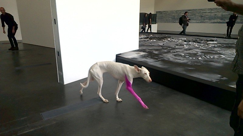 Richmond_Lee's tweet photo. "WTF someone put a live dog in a gallery and called it #ModernArt? What bullshi--OMG WHAT A COOL LOOKING DOGGO!" #PierreHuyghe #HumanTheDog https://t.co/t786SJjfss