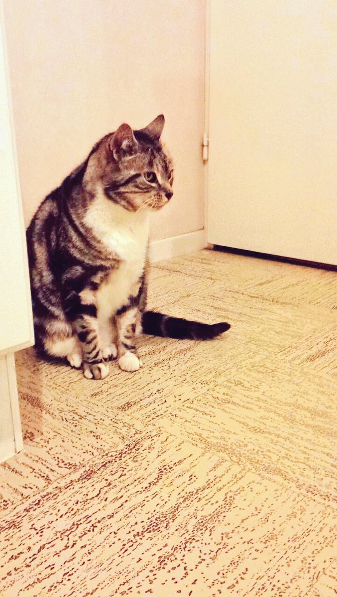 Legroschat5's tweet photo. When u go to a party where u know no one and ur like: 
"Im just going to sit there and dont move"🐱🎉
 #fluffyfursday #catsofTwitter #catlife https://t.co/6gU7B4aEpO
