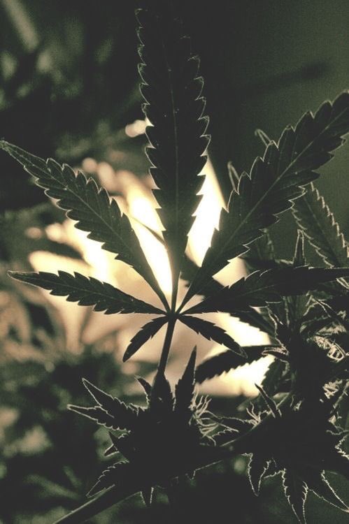 #HappyThursday #Marijuana #Sativa #Indica #CBD #Hybrid #THC #420    💚🍃💚🍃💚🍃💚🍃💚🍃💚