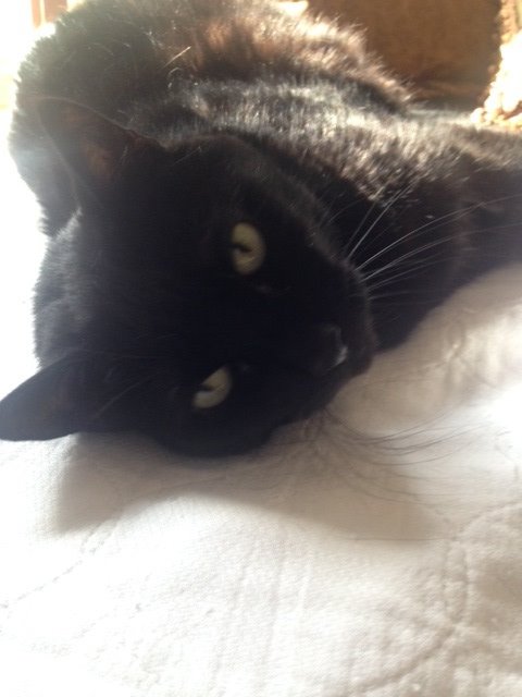 PetsFetch's tweet photo. Kitty loves the sun and is wondering when we will see it again? #CatsOfTwitter #rescuepets #Houston #cutecat #petsitter #houwx https://t.co/f4juBdlFkQ
