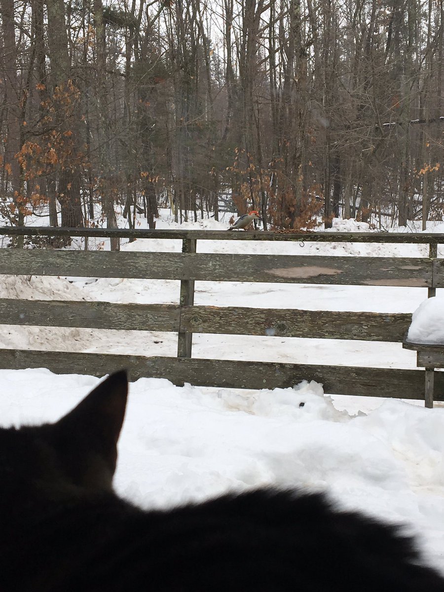 allyycatt7's tweet photo. My indoor cat wishes she was an outdoor cat #bsubirdclass https://t.co/KbaN8pNOIq
