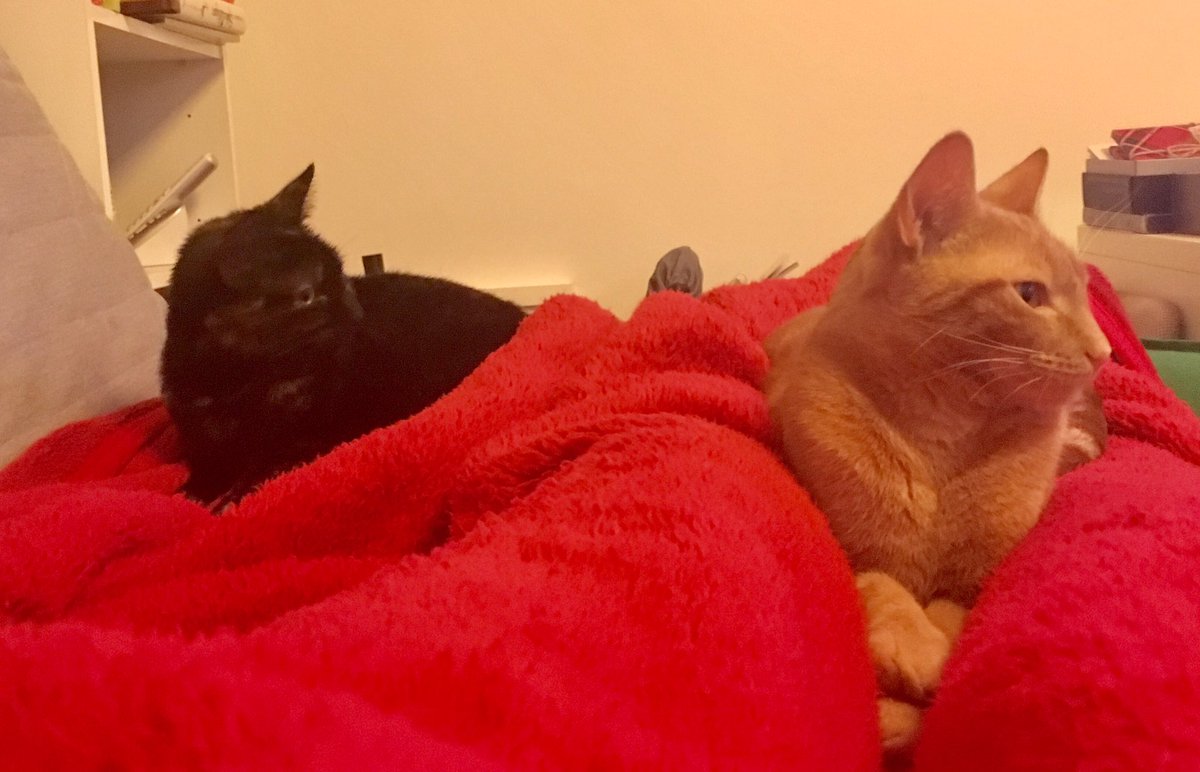 Vindivhan's tweet photo. I've been catnapped! Can't move, won't move. ๐ป๐ป#gingerkitten #tortoiseshellkitten #deadlegs https://t.co/RUZex9pWGR