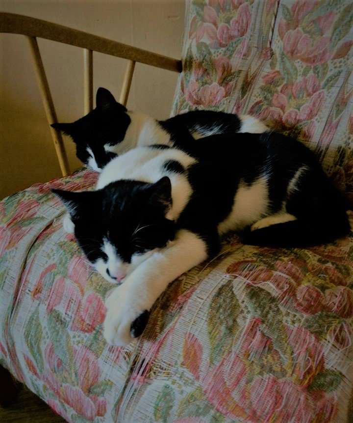 DSixtensson's tweet image. It's tough to be a cat.                             #CatsOfTwitter