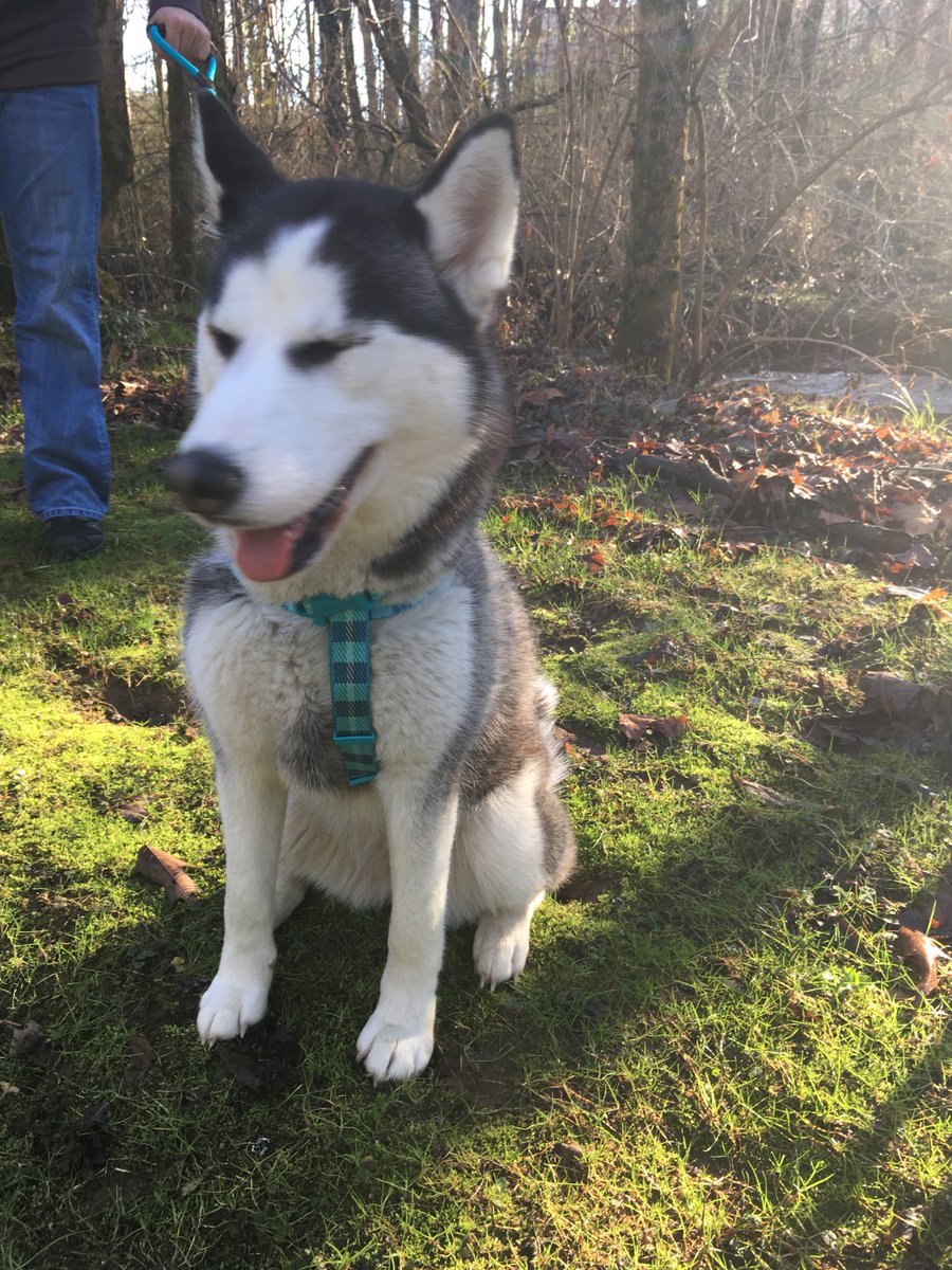 lucyckitchens's tweet photo. True love is being overwhelmingly proud of your daughter for defacating after she held it in for the last 32 hours. #dogmom https://t.co/2NRt9quSFG