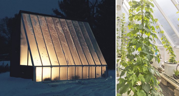 growlermag's tweet image. A5) For @RoundTableHops it was "grow hops year-round" until they crossed that off last year: growlermag.com/wet-hopped-ame… #OnlyinMN @exploreminn