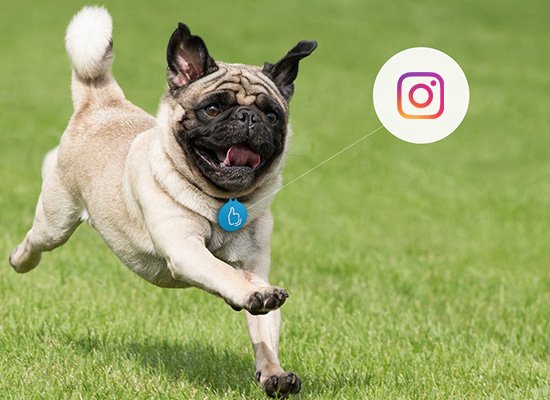 LikeMe_Life's tweet image. If you like to post about your beloved pet, with LikeMe Badge he will become a real star ) #LikeMeApp #LikeMeBadge #LikeMeLife #Instadogs