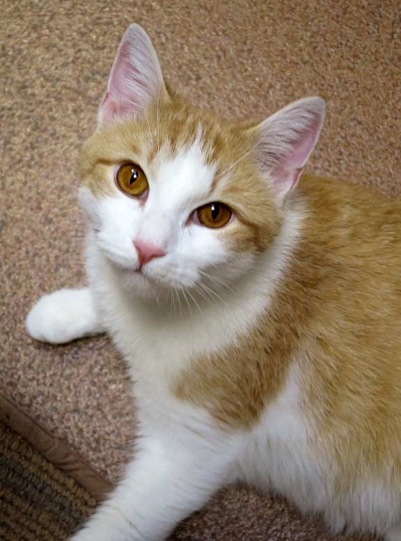 PAWSCT's tweet photo. Apricat needs a home, pls #share https://t.co/c5INLvOjc5 #catsofpaws #norwalkct #pawsct @BroadRiverAH @959thefox @NewCanaanHub @DarienNews https://t.co/SsMf3H13TO