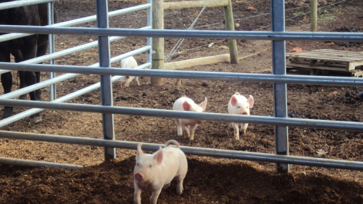 Visiting our mentor farmer today. Love our supportive community. 

#farm 
#local