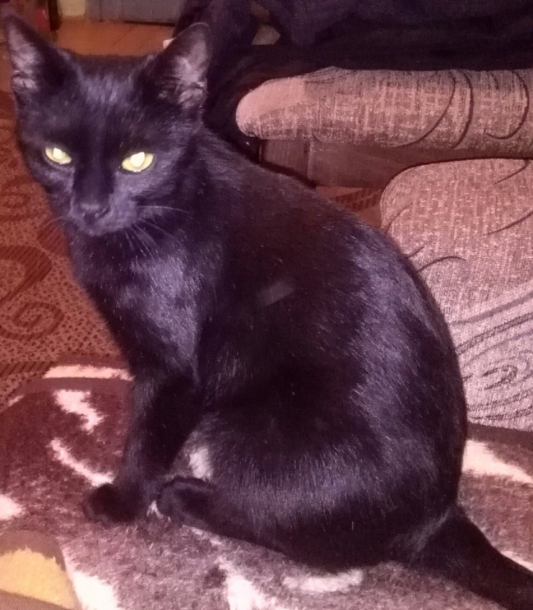 babajaga106's tweet photo. #cats #blackcatsrule #blackcat https://t.co/oupR2Feinu