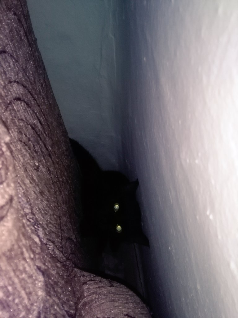 babajaga106's tweet photo. #cats #blackcatsrule #blackcat https://t.co/oupR2Feinu
