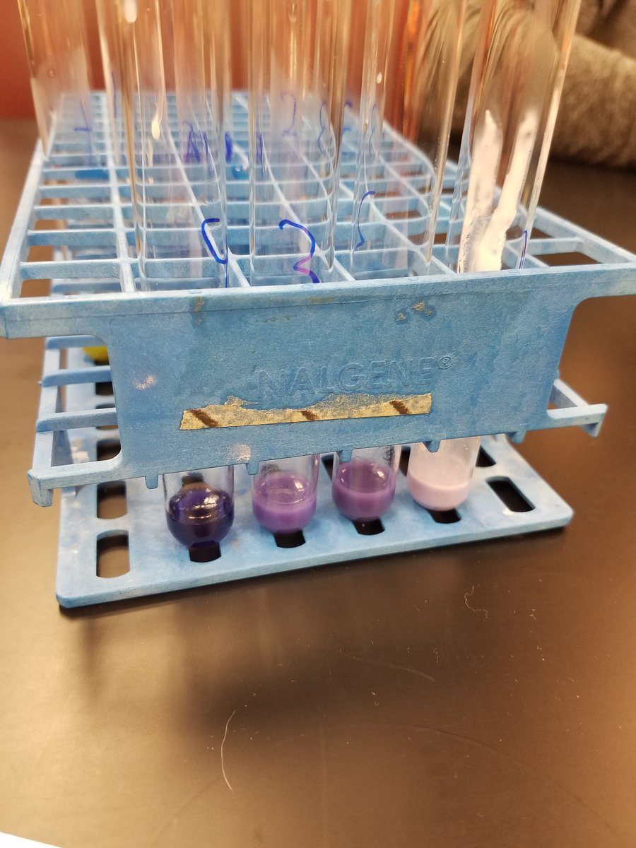 kschultzunk's tweet photo. #WillicottLabWeek2 @UNKBiol106CW https://t.co/OhvnDrvfWJ