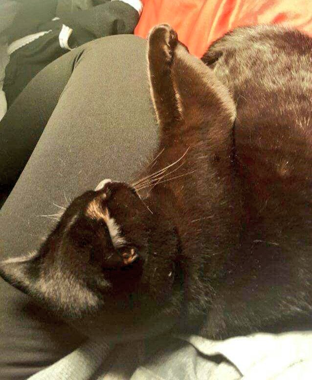 TriAgainProject's tweet photo. LightTherapy K.I.T.T.-Teh likes to join me for my daily #SeasonalAffectiveDisorder trtmt session #TriAgainProject #MentalHealthMatters https://t.co/9DwqI52A9c