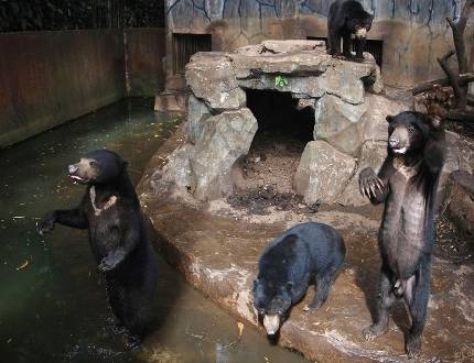 ottawasuncom's tweet image. WATCH: Viral video shows bears begging for food at Indonesian zoo ow.ly/rWUM308afMJ