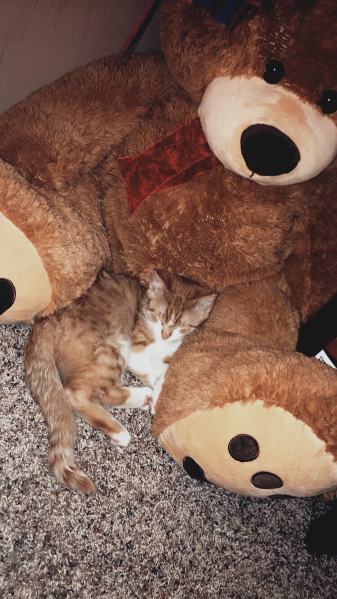 alisontalmage's tweet image. plz help!!!!